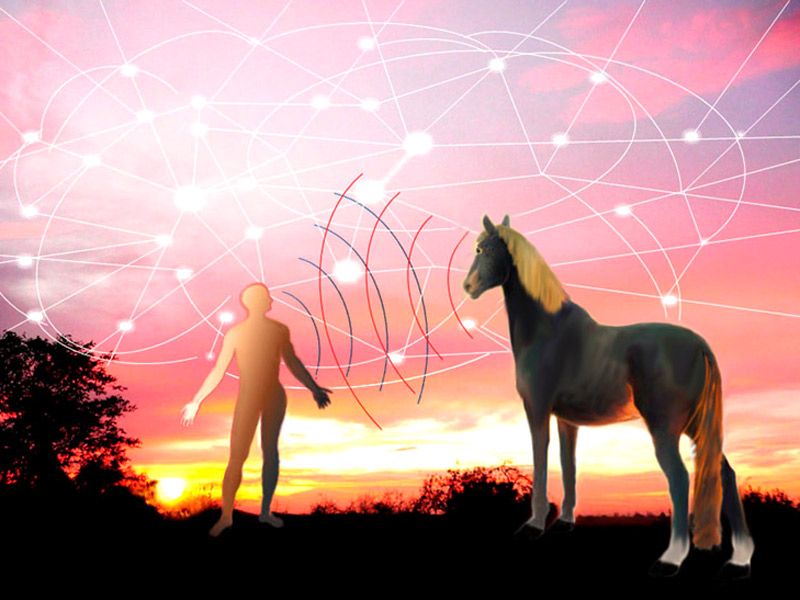 Holografische Vernetzung Mensch - Pferd